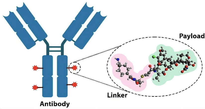 Linker Design in Antibody-Drug Conjugates: Strategies and Cutting-Edge Advances